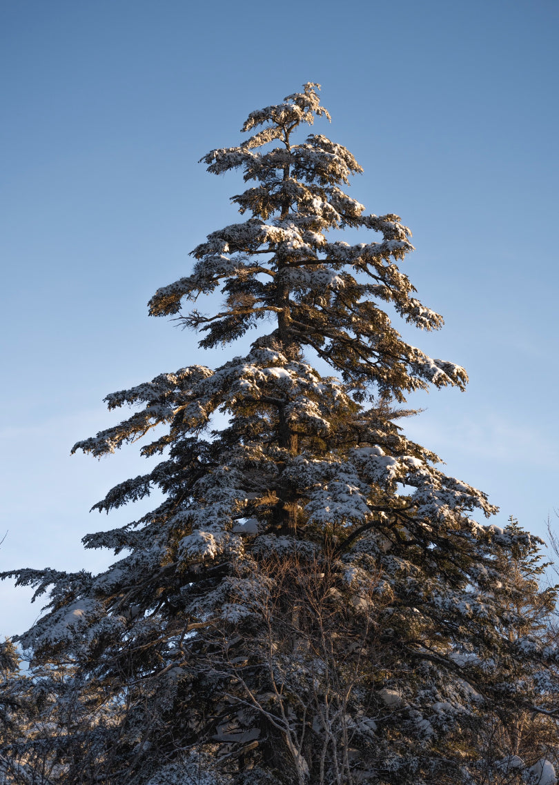 Xmas tree