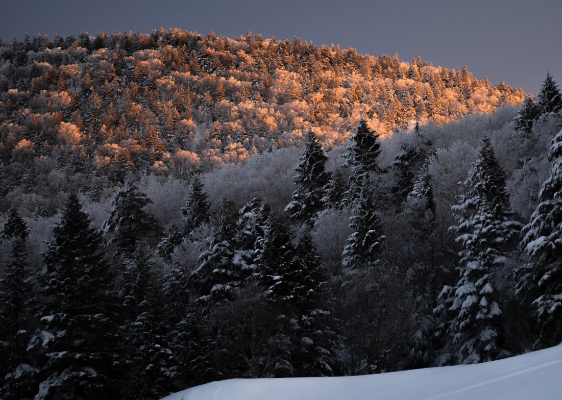 Snow Morning