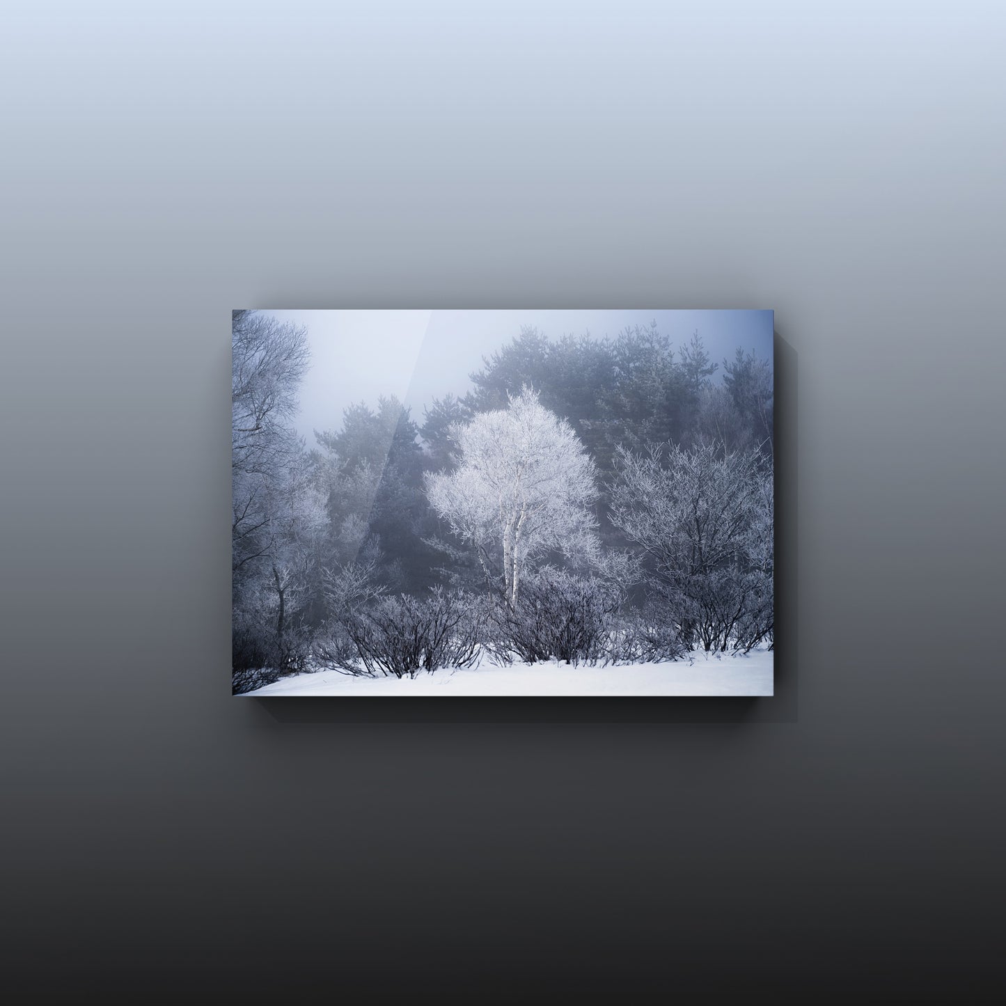 一月雪