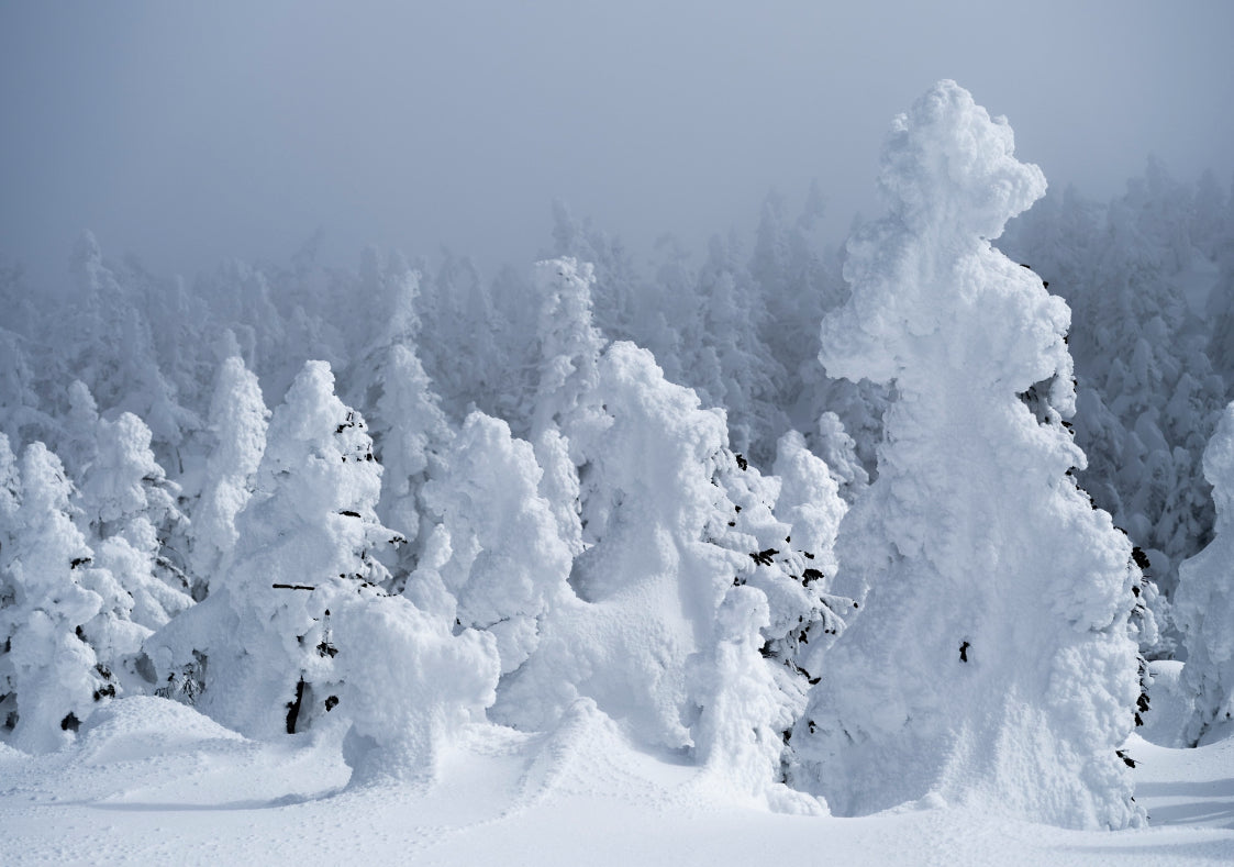 Snow Education