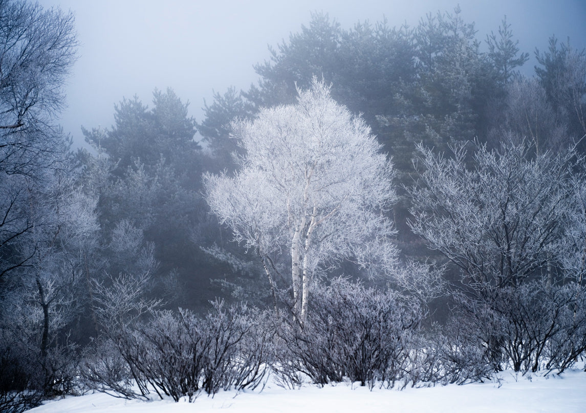一月雪